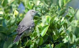 Songs In The Night From The&nbsp;Mockingbird