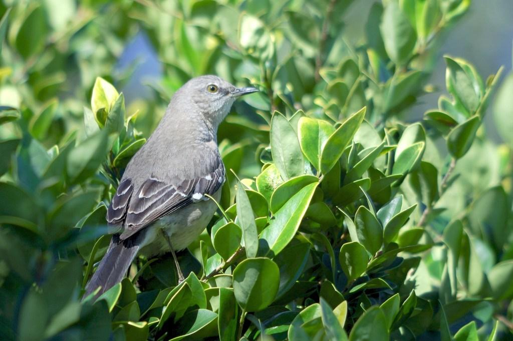 Northern Mockingbird (Mimus polyglottos) By Dan'sPix