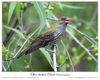 Olive-backed Oriole (Oriolus sagittatus) by Ian