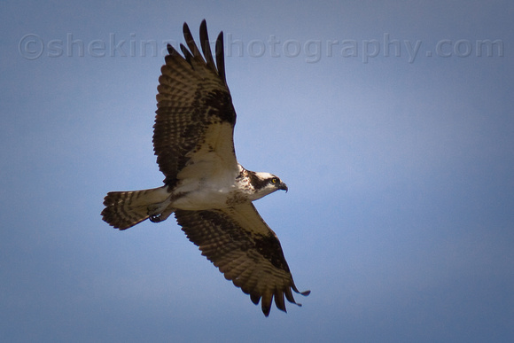 Osprey by Kathleen of Shekinah Photography