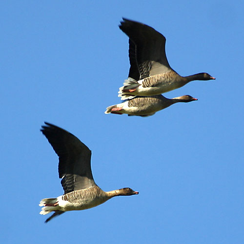 Pink-footed Goose (Anser brachyrhynchus) ©Arthur Grosset