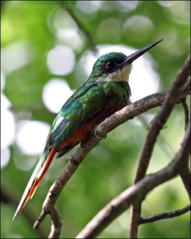 Rufous-tailed Jacamar (Galbula ruficauda) by Ian