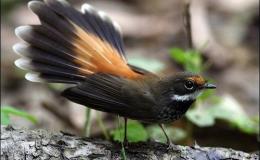 Sunday Inspiration –&nbsp;Fantails