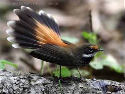 Rufous Fantail (Rhipidura rufifrons) by Ian