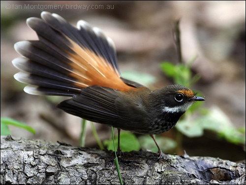 Rufous Fantail (Rhipidura rufifrons) by Ian