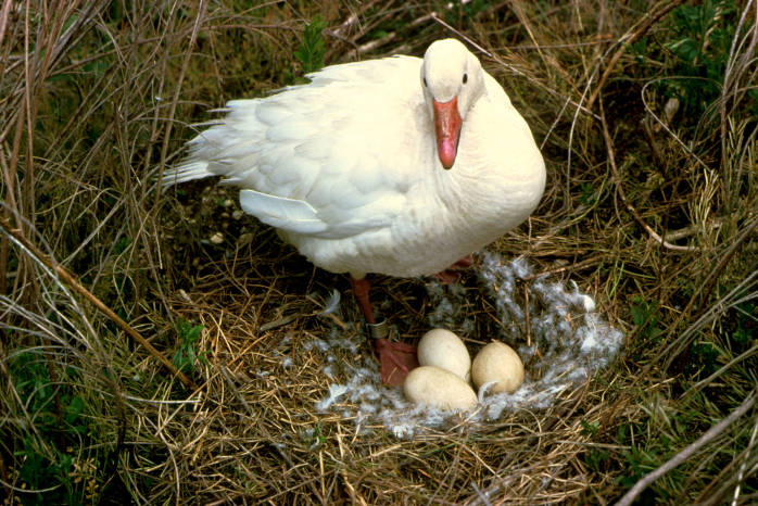 Snow Goose (Anser caerulescens) at nest©USFWS