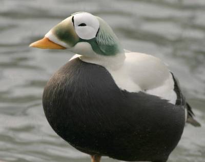 Spectacled Eider (Somateria fischeri) ©USFWS