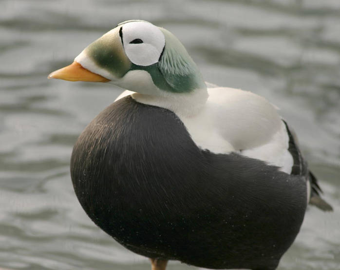 Spectacled Eider (Somateria fischeri) ©USFWS