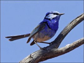 Splendid Fairywren (Malurus splendens) by Ian