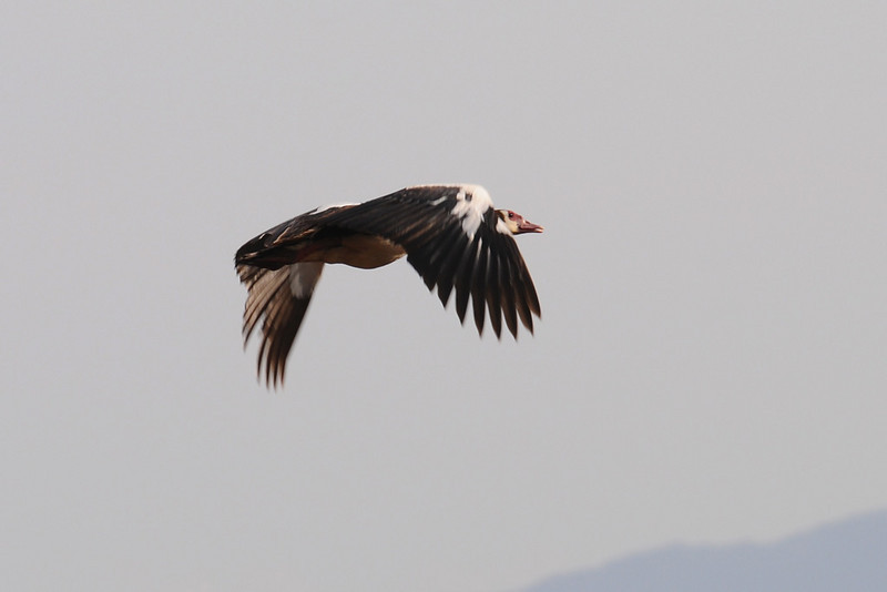 Spur-winged Goose (Plectropterus gambensis) by Bob-Nan