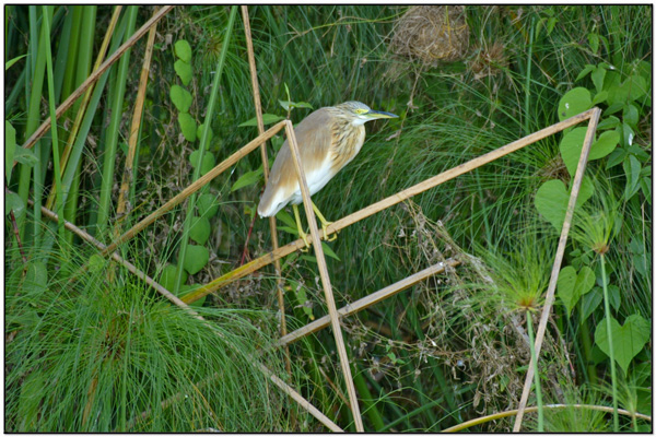 Squacco Heron (Ardeola ralloides) by Daves BirdingPix