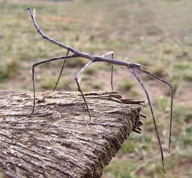 Stick Insect - Ctenomorpha chronus (by Wiki)