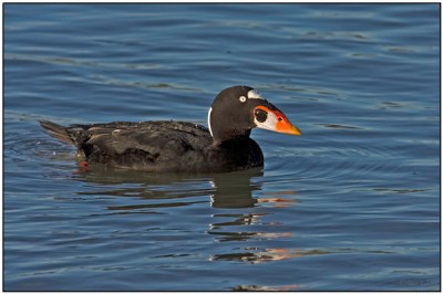 Surf Scoter (Melanitta perspicillata) by Daves BirdingPix