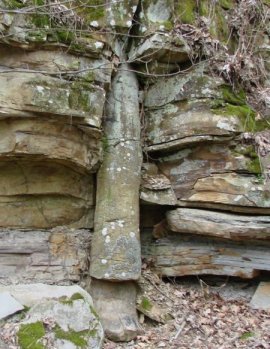 Polystrate lycopod in Tennessee showing VISS and crossbedding, both caused by flows from right to left in photo