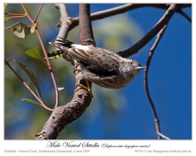Varied Sittella (Daphoenositta chrysoptera) Male by Ian