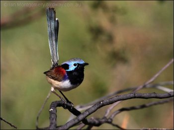 Variegated Fairywren (Malurus lamberti) by Ian