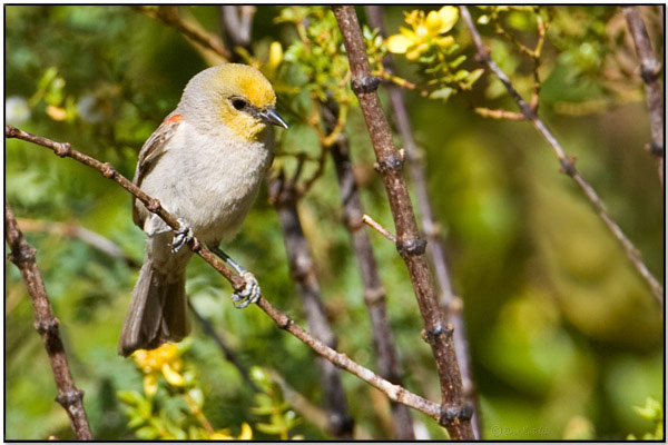 Verdin (Auriparus flaviceps) by Daves BirdingPix
