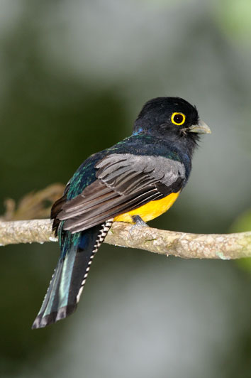 Violaceous Trogon (Trogon violaceus) Reinier Munguia