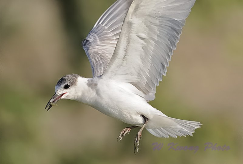 Whiskered Tern (Chlidonias hybrida) by W Kwong