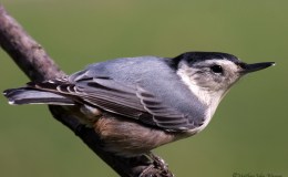 Sunday Inspiration – Nuthatches and&nbsp;Creepers