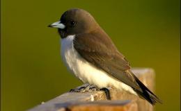 Sunday Inspiration – Vangas and&nbsp;Friends