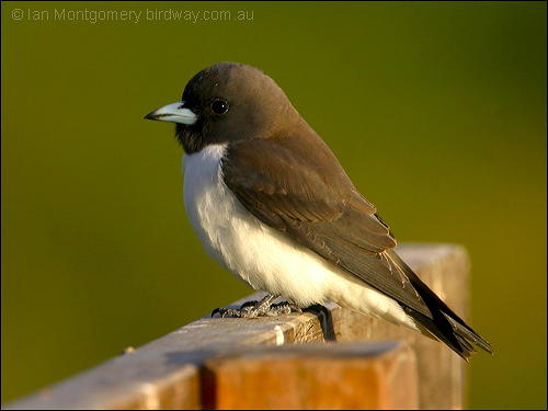 White-breasted Woodswallow (Artamus leucorynchus) by Ian