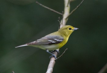 Yellow-throated Vireo (Vireo flavifrons) by Anthony 747