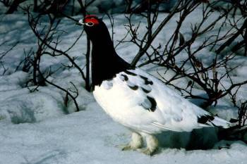 Willow Ptarmigan (Lagopus lagopus) ©USFWS