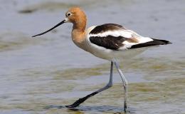 “A” is for Avocet and Albatross: “A” Birds, Part&nbsp;1