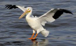 Bible Birds – Pelican&nbsp;Introduction