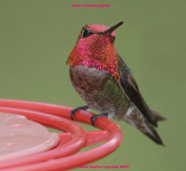 Anna's Hummingbird (Calypte anna) by S Slayton