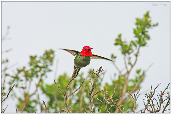 Anna's Hummingbird by Dave's BirdingPix Anna's Hummingbird by Dave's BirdingPix