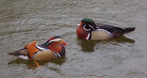 ANS-Anat Wood Duck and Mandarin Duck