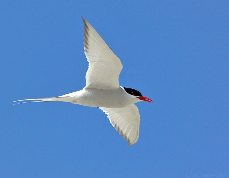 Arctic Tern (Sterna paradisaea) by J Fenton