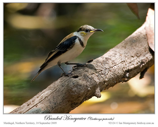Banded Honeyeater(Cissomela pectoralis) by Ian