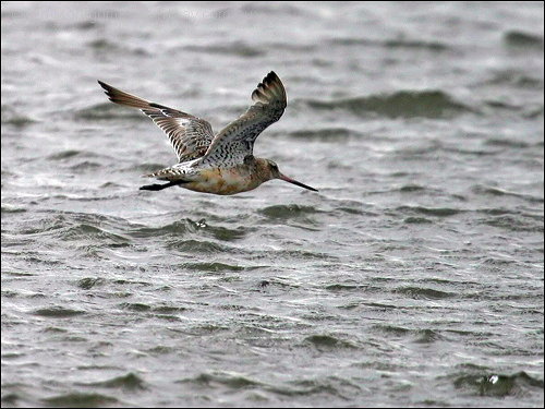 Bar-tailed Godwit (Limosa lapponica) by Ian