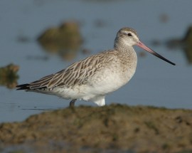 Bar-tailed Godwit (Limosa lapponica) by Nikhil Devasar