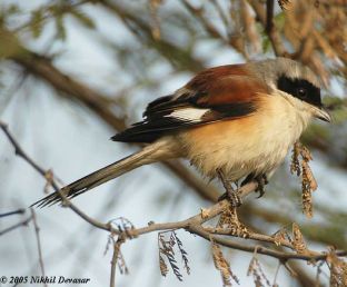 Bay-backed Shrike (Lanius vittatus) by Nikhil Devasa