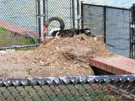 Black Swan nest at Lake Morton
