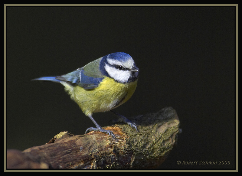 Eurasian Blue Tit (Cyanistes caeruleus) by Robert Scanlon