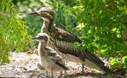 Sunday Inspiration – Stone&nbsp;Birds