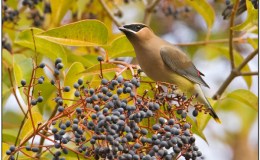 Matthew Chapter A Day –&nbsp;20