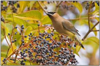 Cedar Waxwing (Bombycilla cedrorum) by Daves BirdingPix