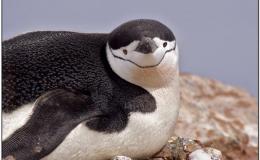 Tickle Me Tuesday – Smiling&nbsp;Penguins