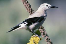 Clark's Nutcracker (Nucifraga columbiana) ©USFWS