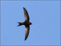 Common Swift (Apus apus) by Ian Common Swift (Apus apus) by Ian
