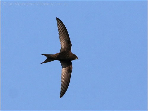 Common Swift (Apus apus) by Ian