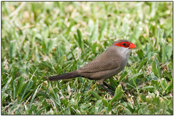 Common Waxbill (Estrilda astrild) by Daves BirdingPix