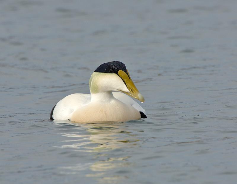 Common Eider (Somateria mollissima) by J Fenton M