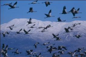 Crane Migration over Israel